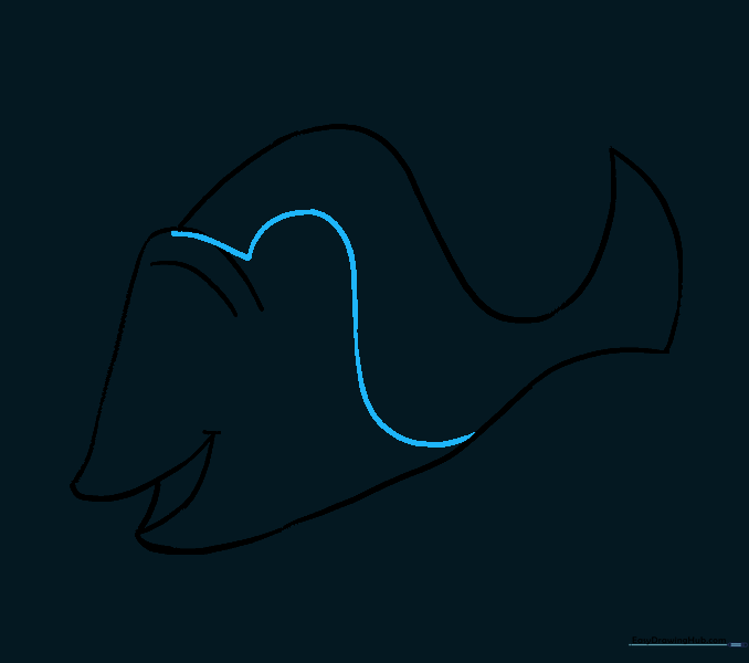 A curved line forming an S-shape across the fish's body.