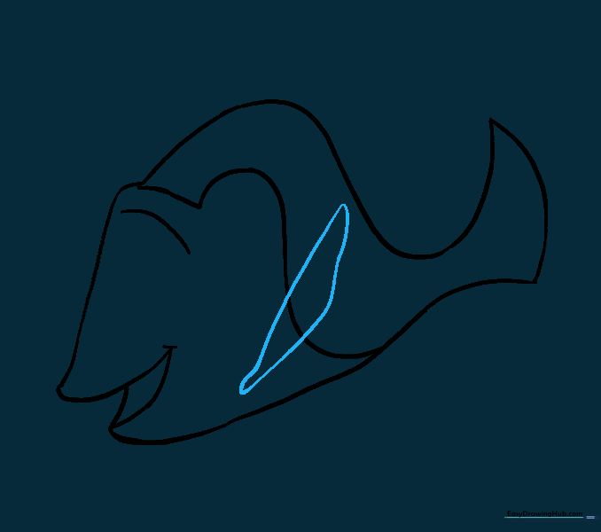 Sketching the dorsal fin on the top of the fish's back.