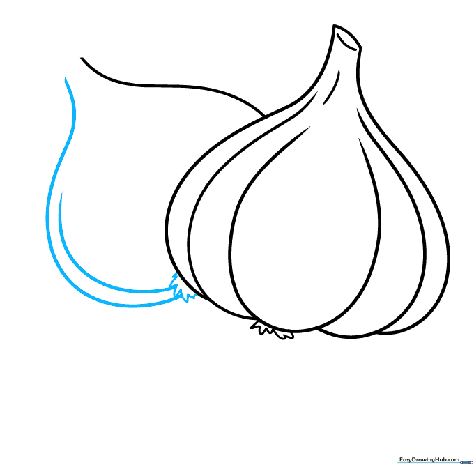 Completing the outline of the second garlic bulb with root details.