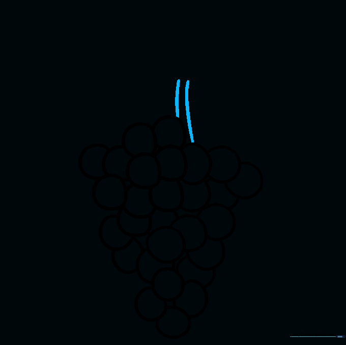 Drawing the thick stem extending from the top of the grape cluster.