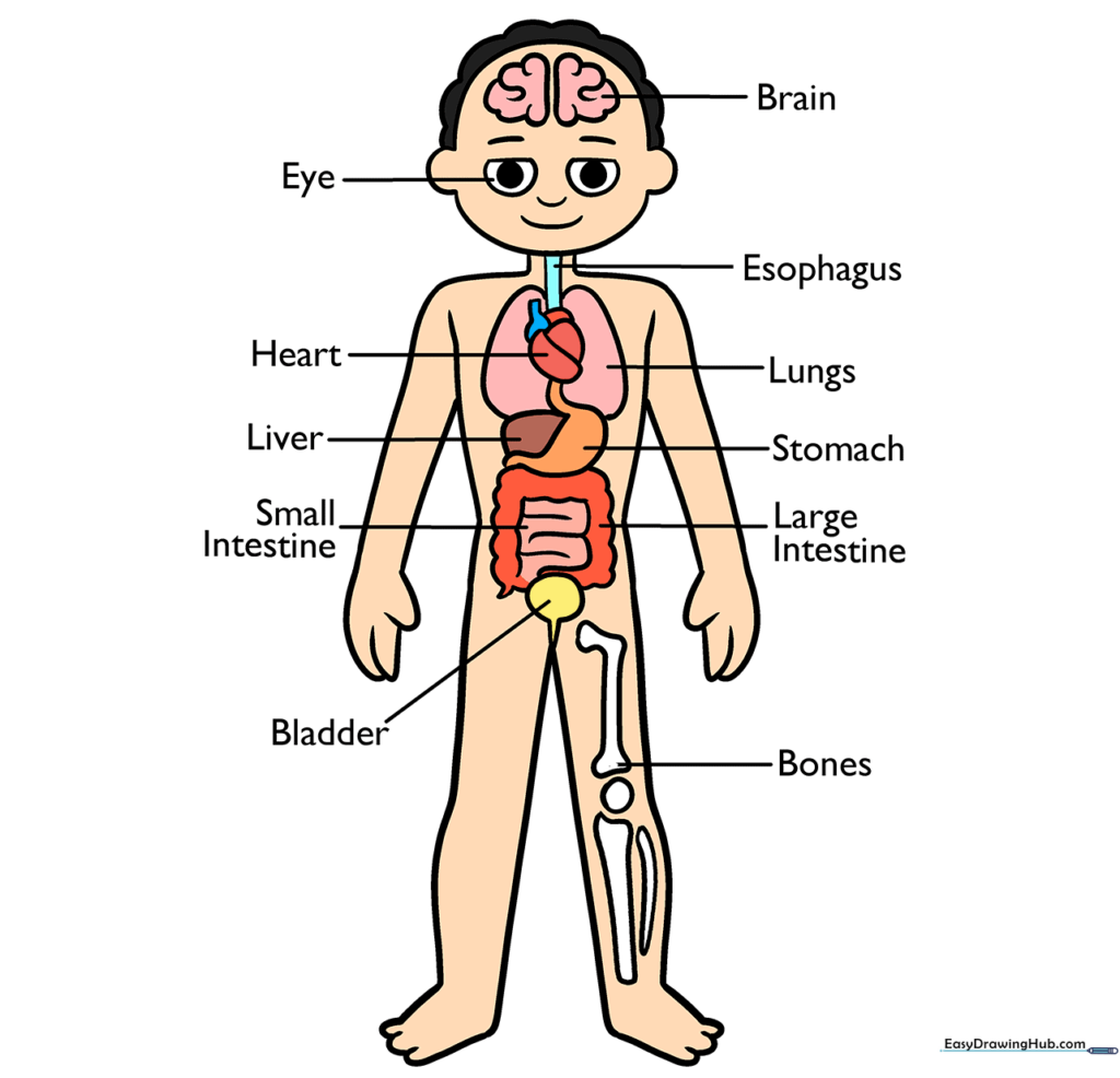 Final colored anatomy diagram for kids with clear labels.