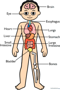 Colorful and educational human anatomy diagram designed for children.