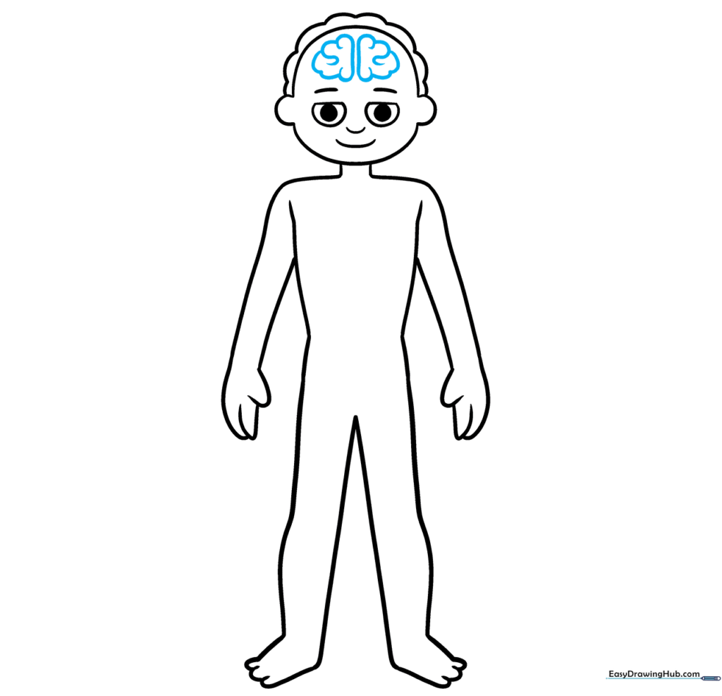 Sketching the brain inside the head of the anatomy character.
