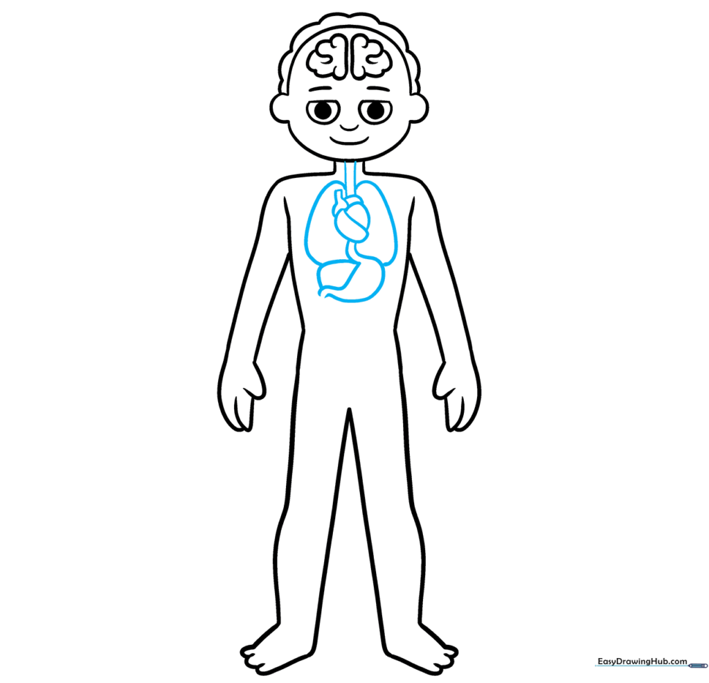 Drawing internal organs like the heart and lungs inside the body outline.
