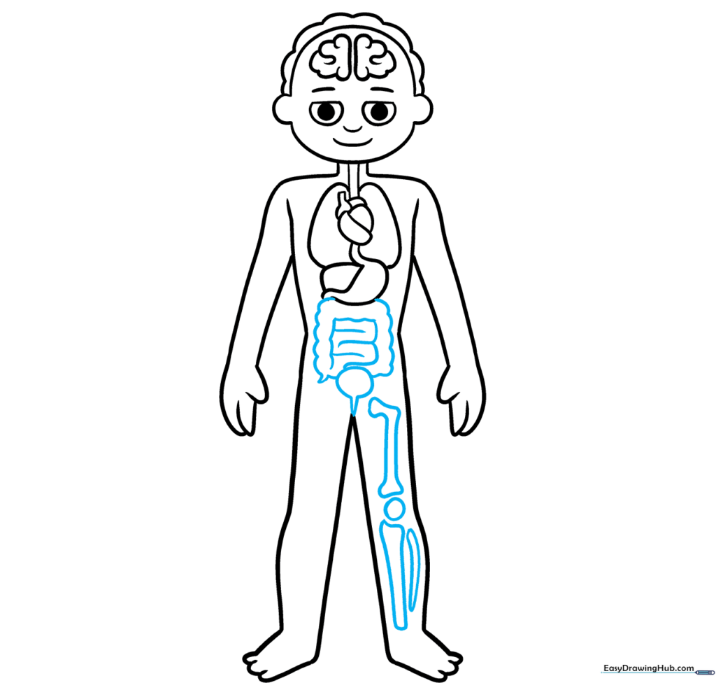 Adding intestines, bladder, and leg bones to the anatomy diagram.