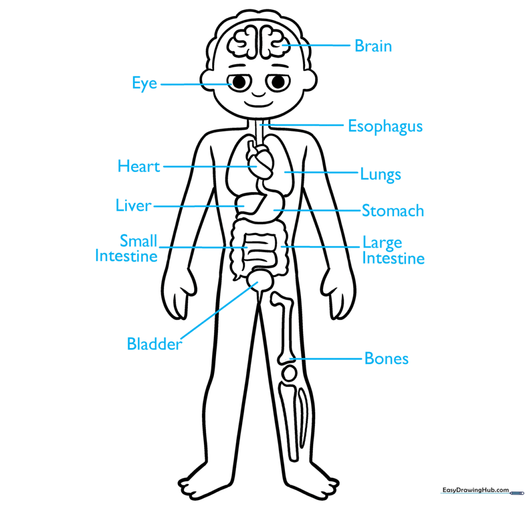 Adding labels to the anatomy diagram to identify body parts.