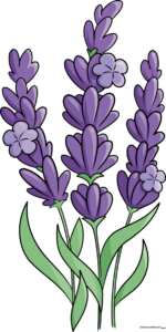 A beautiful, finished illustration of a lavender bunch, perfect for inspiration.