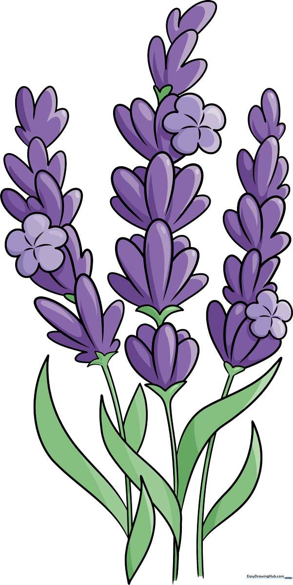 A beautiful, finished illustration of a lavender bunch, perfect for inspiration.