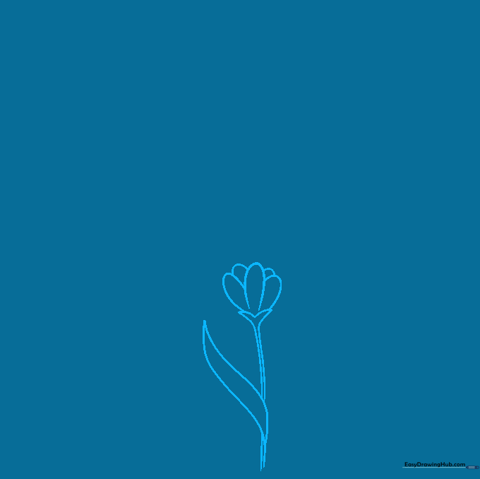 Pencil sketch showing the first lavender flower head with overlapping U-shaped petals and a small V-shaped sepal.