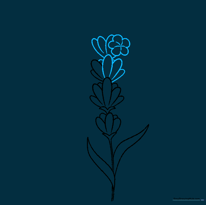 Drawing of a lavender stem showing two distinct layers of flower petals stacked vertically.