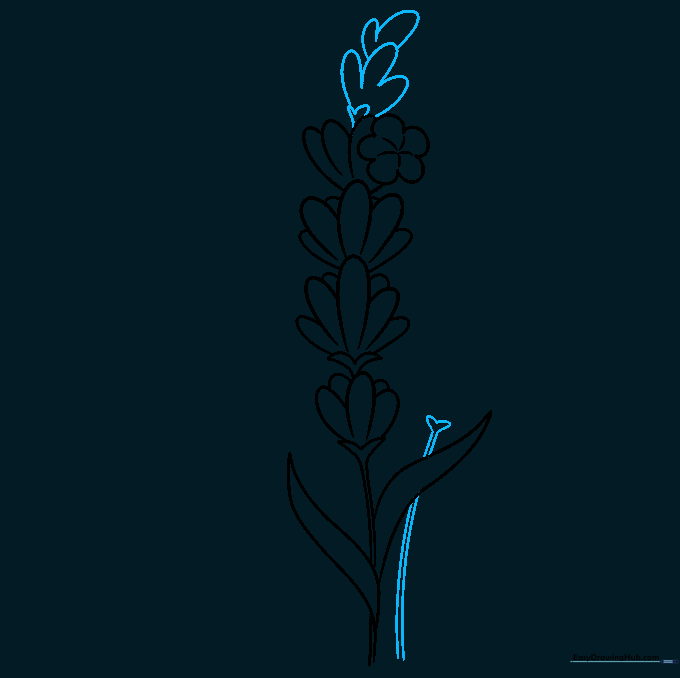 Lavender drawing showing a taller flower spike with a small star-shaped flower at the peak.