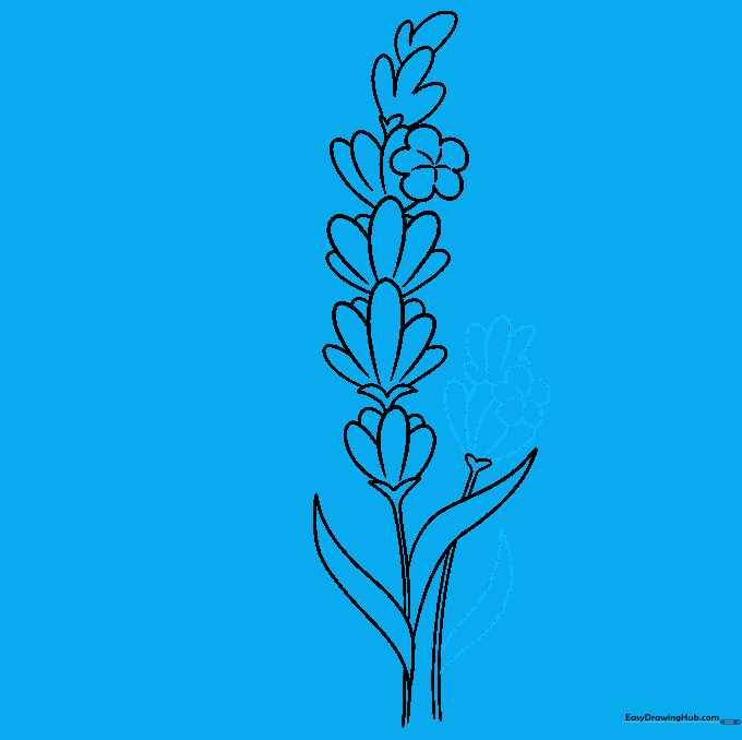 Sketch showing a second lavender stem being added next to the first one.