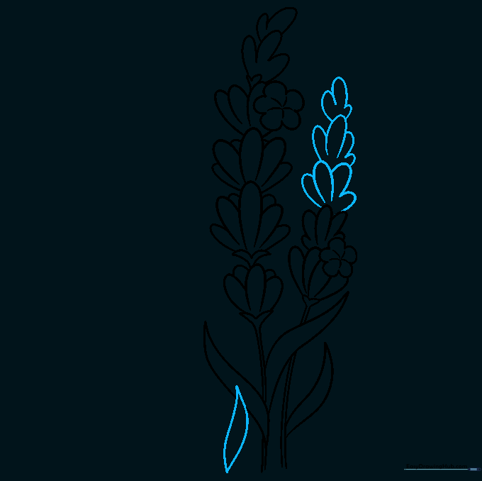 Drawing of two lavender stems, with the second stem beginning to sprout flower petals.