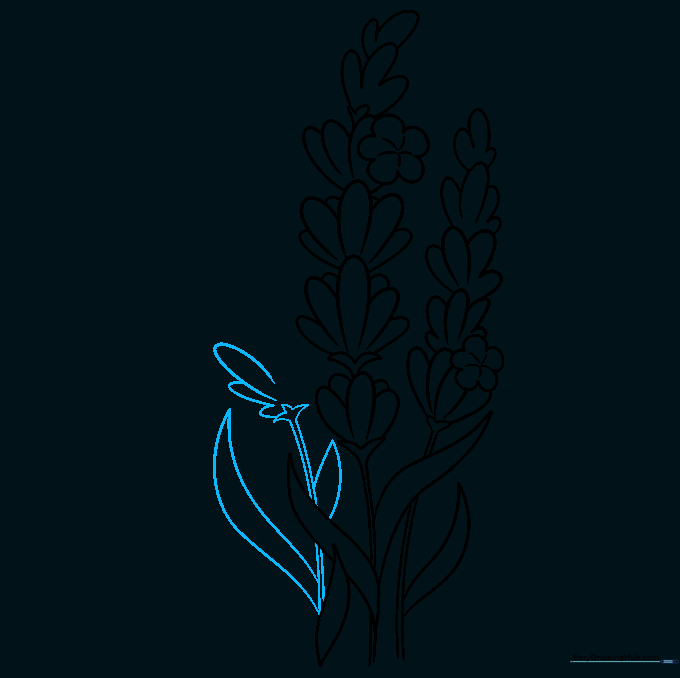 Sketch of three lavender stems with leaves, preparing for the final flower details.