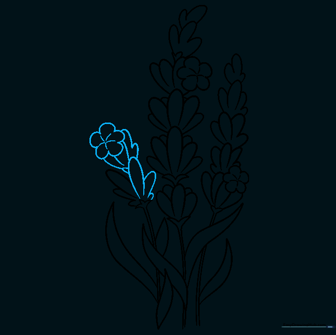 Detailed sketch of three lavender stems fully covered in flower petals.