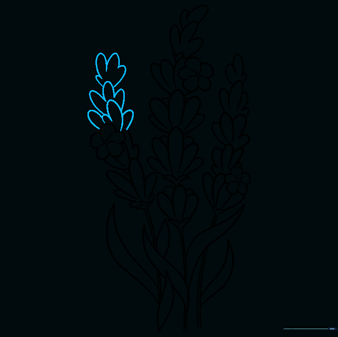Clean, dark-lined drawing of three lavender stems ready for coloring.