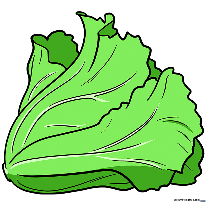 Finished, colored illustration of a head of lettuce with green leaves and a light stem.