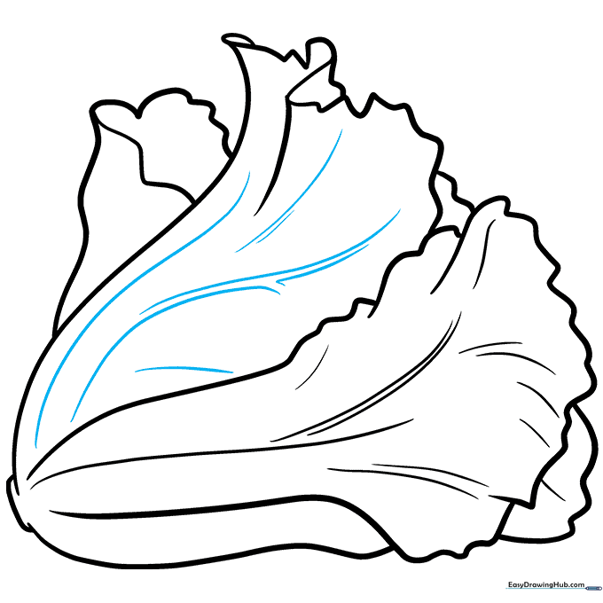 Pencil sketch showing detailed veins added to the secondary lettuce leaf.