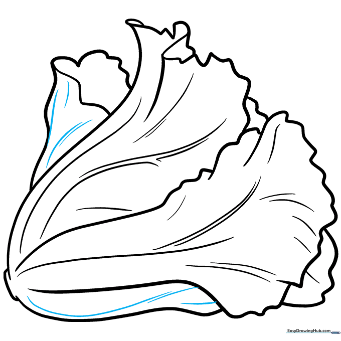 Completed pencil outline of the lettuce head with all texture details.