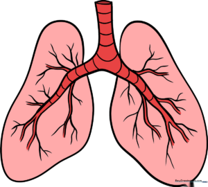 A clear, educational illustration of human lungs for a drawing tutorial.