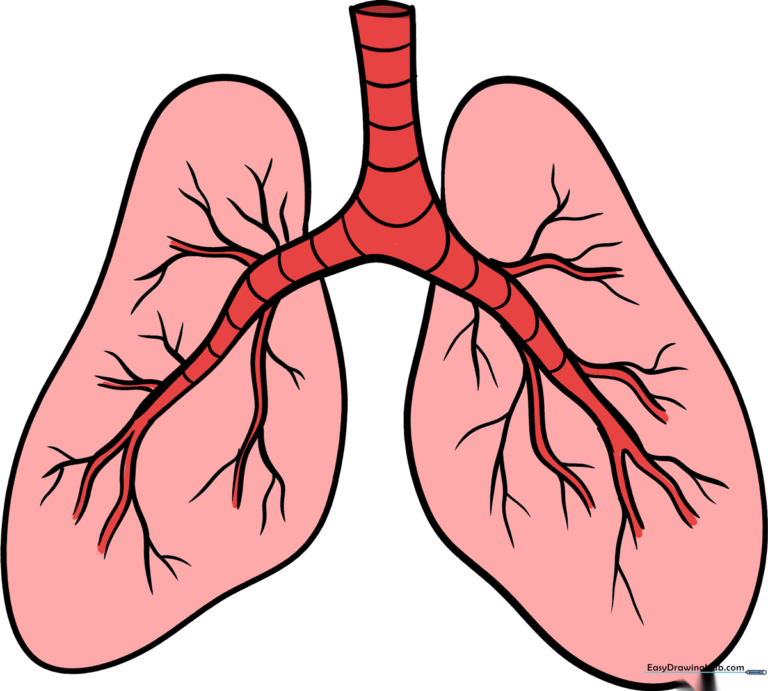 A clear, educational illustration of human lungs for a drawing tutorial.