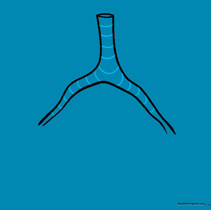 Drawing horizontal curved lines inside the trachea to represent cartilage rings.