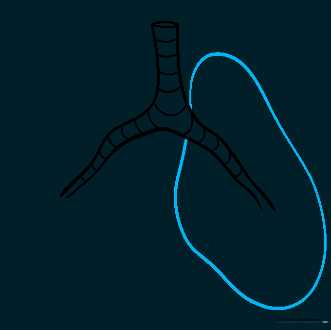 Sketching the outer boundary of the left lung using an irregular, organic shape.