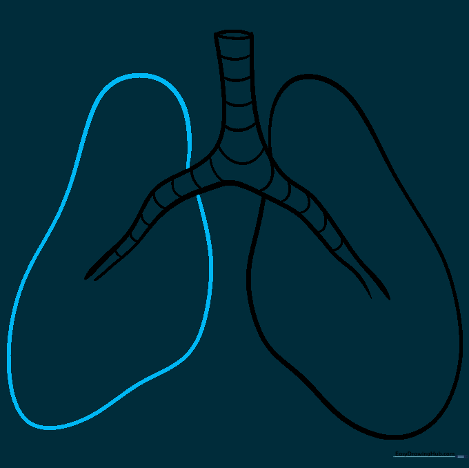 Sketching the outer boundary of the right lung to match the left side.