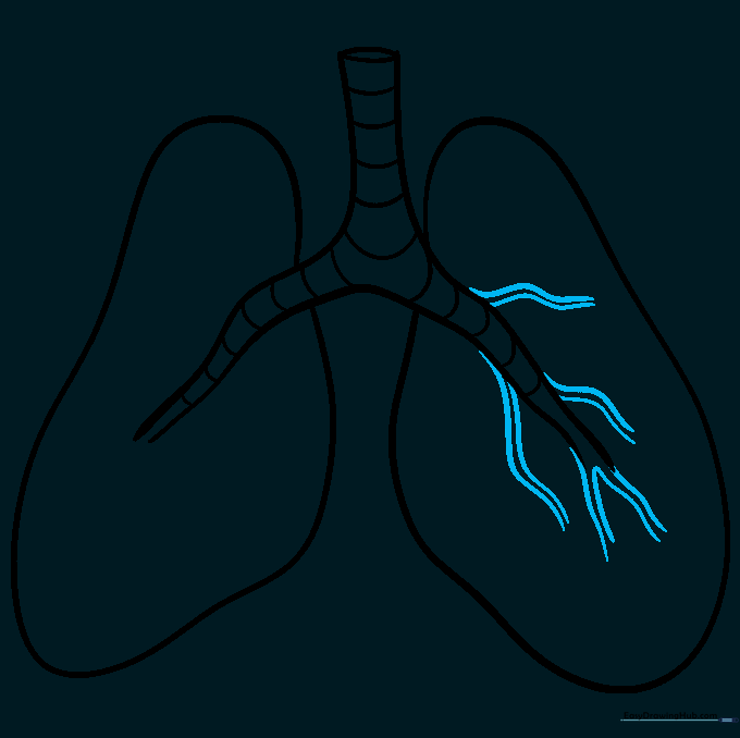 Adding secondary bronchial branches extending into the left lung area.