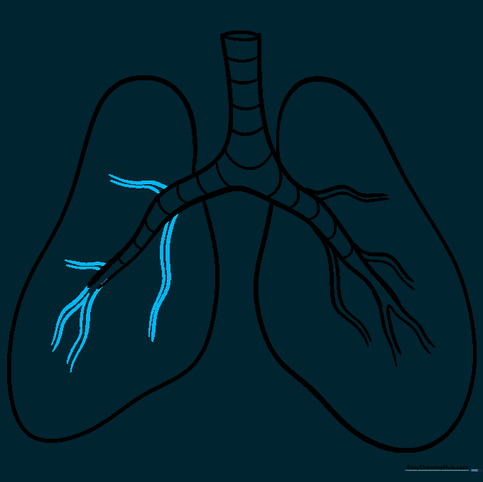 Adding secondary bronchial branches to the right lung area.