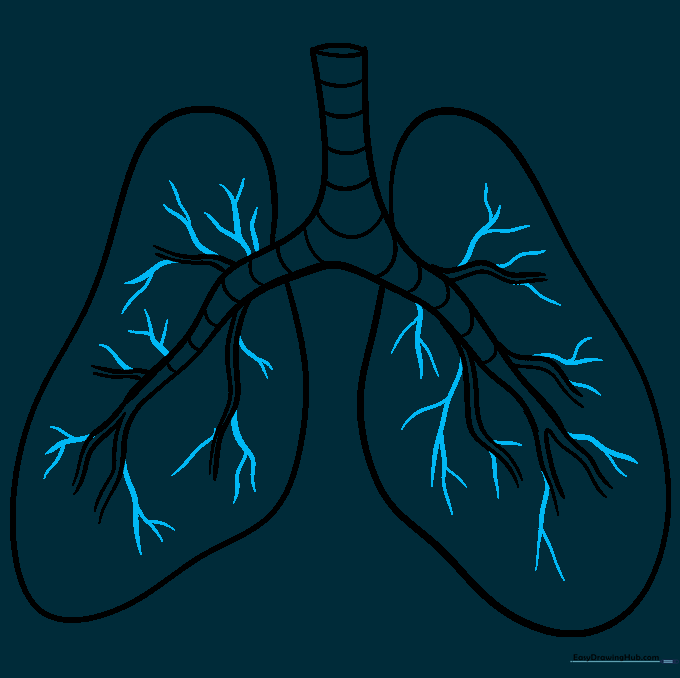 Adding fine, detailed branching lines to represent bronchioles throughout the lungs.