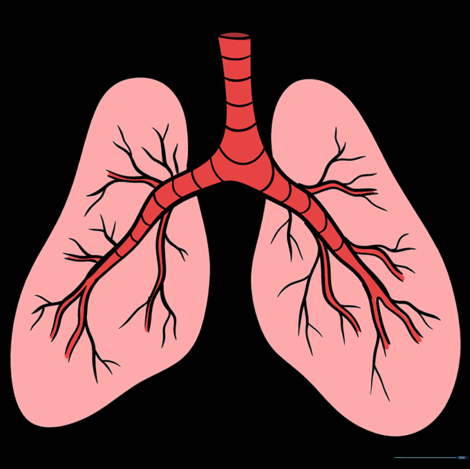 The completed, colored lung diagram showing trachea, bronchi, and bronchioles.