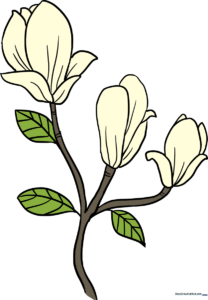A beautiful, finished illustration of blooming magnolia flowers on a branch.