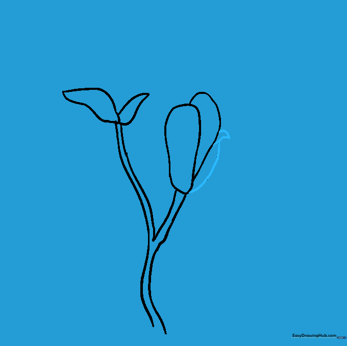 Adding smaller, pointed side petals to the main flower structure.