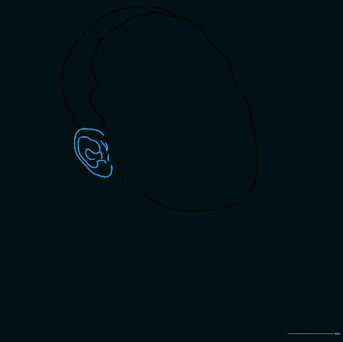 Detailed drawing of an ear on the side of the head outline.