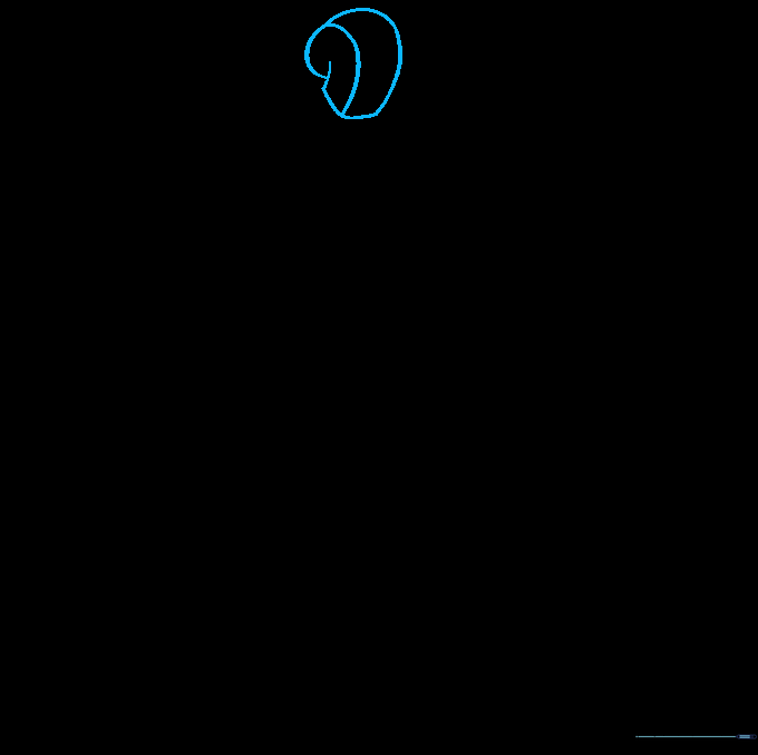 Sketching the initial head shape using two overlapping curved lines.