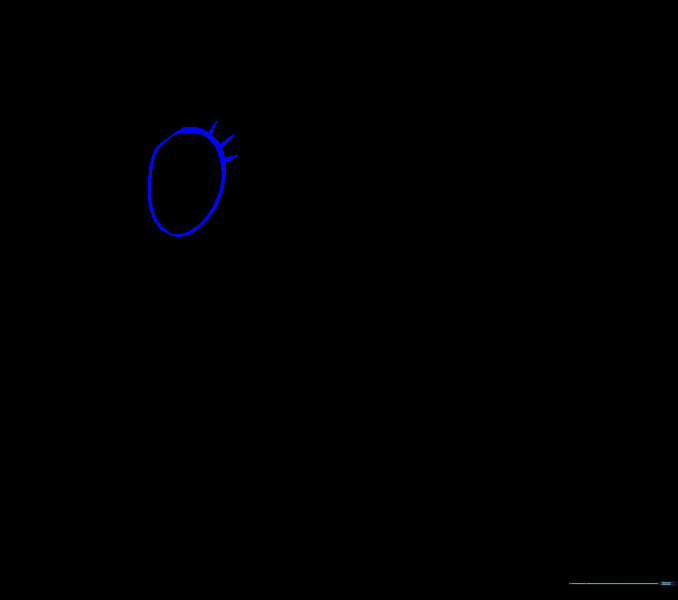 Drawing the large, expressive eye with eyelashes.
