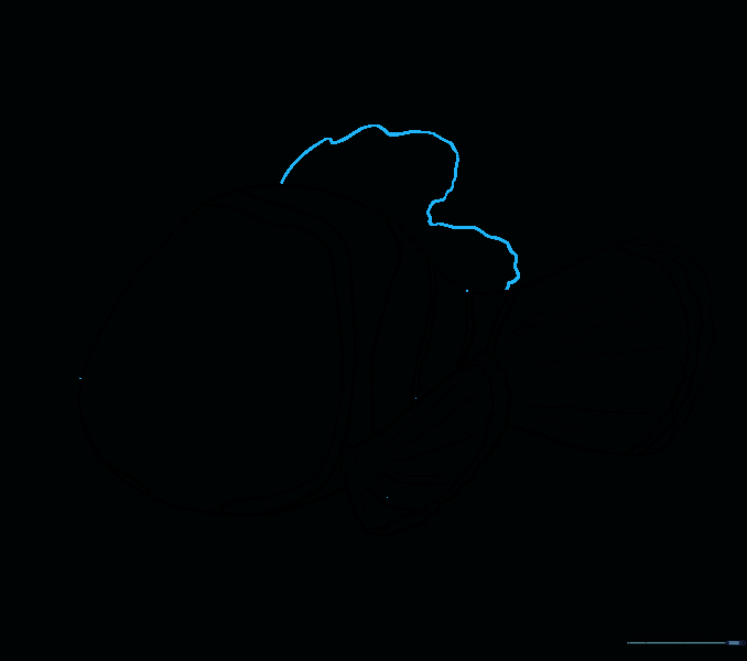 A wavy line along the top of the fish representing the dorsal fin.