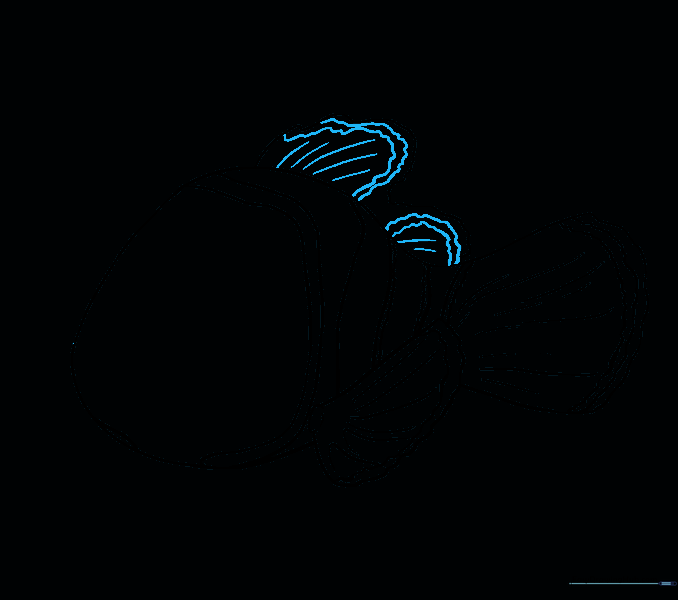 Dorsal fin with added scalloped and curved line details.