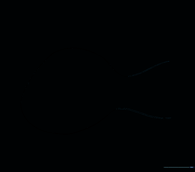 The head and body outline with internal guide lines removed.
