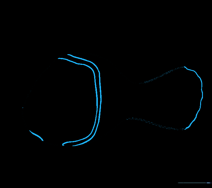 Nemo's tail enclosed with a scalloped line and the first body stripe added.