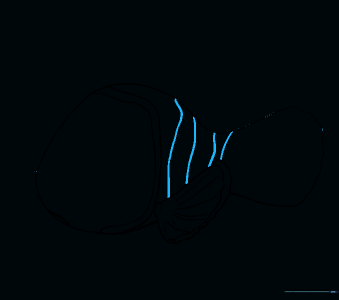 Additional curved lines added to the body to define the clownfish stripe pattern.