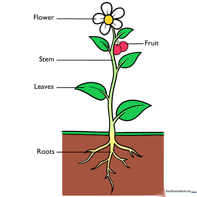 The final colored plant diagram with labels clearly visible.