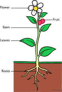 A colorful, labeled botanical diagram of a plant showing roots, stem, leaves, flower, and fruit.