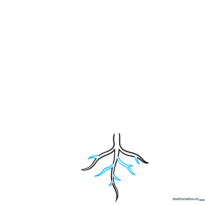 Drawing showing secondary roots branching off the main root system.