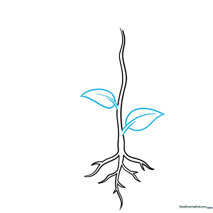 Teardrop-shaped leaves attached to the sides of the stem with visible vein details.