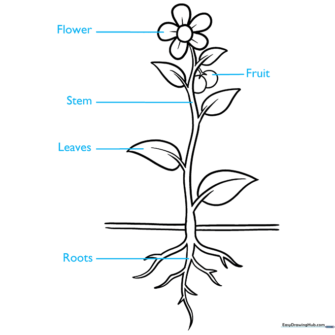 The completed plant drawing with labels pointing to the roots, leaves, stem, flower, and fruit.