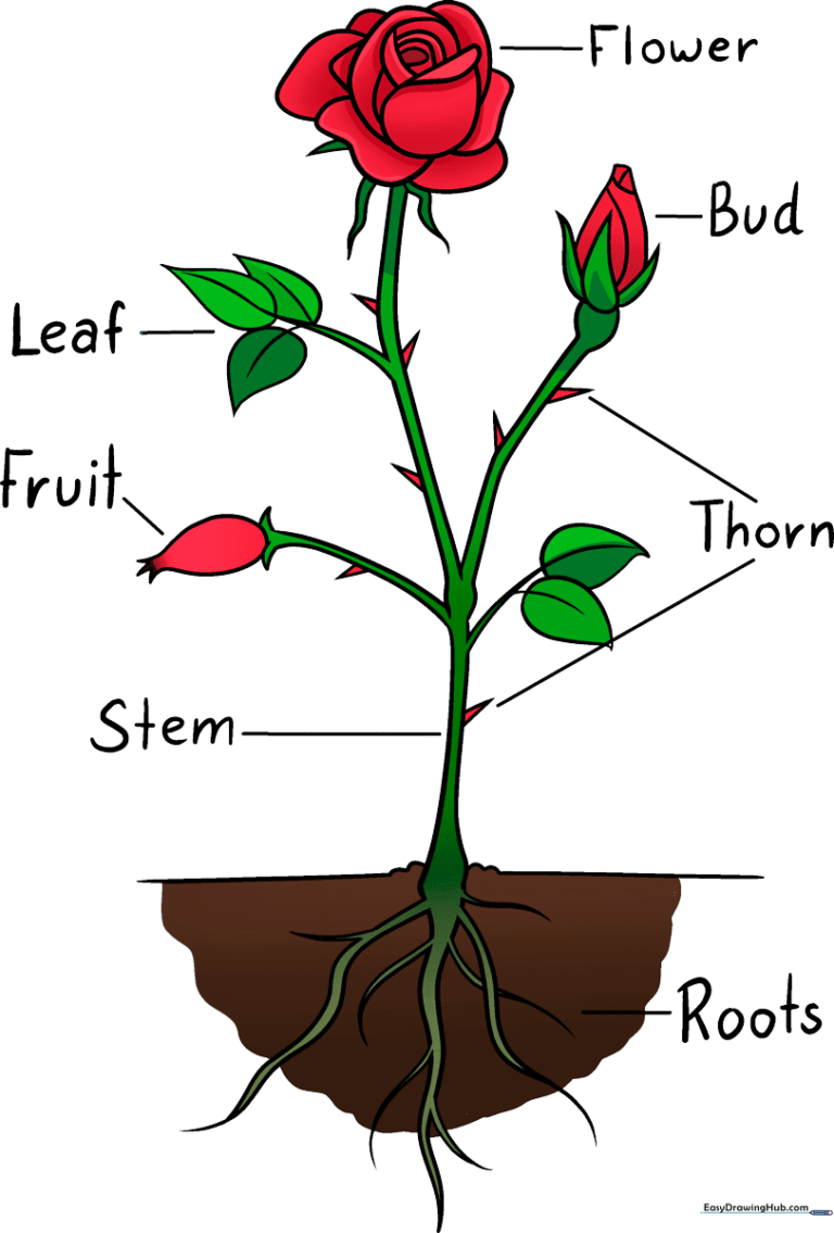Colorful, educational poster showing the anatomy of a rose plant.