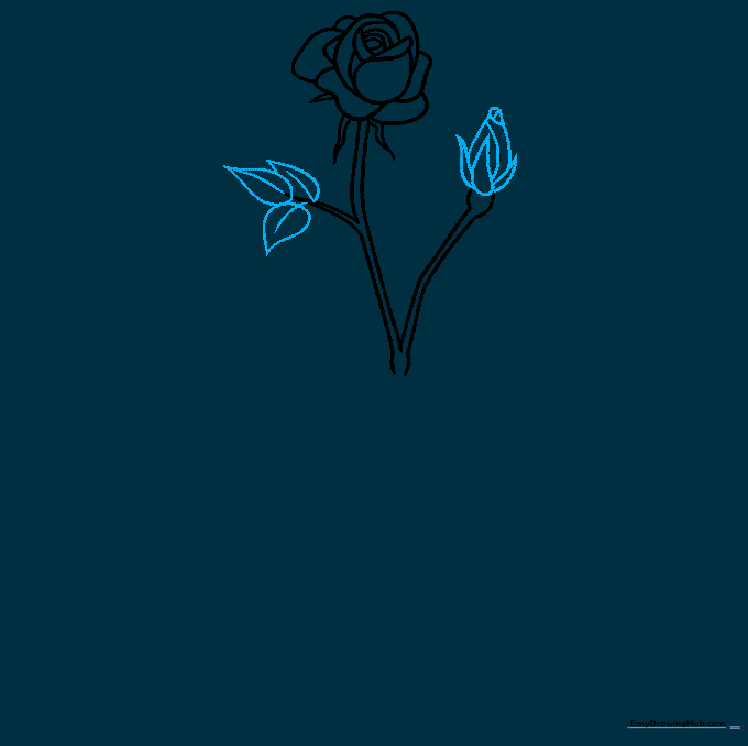 Drawing of a rosebud and detailed leaves with visible central veins.