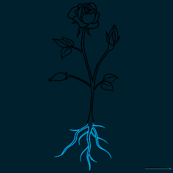 Sketching the root system at the base of the rose stem.